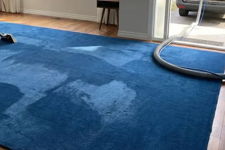 Extraction hose laid across a blue carpet